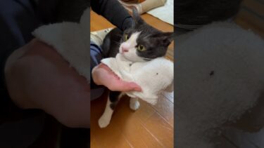 ひまわりもスッキリ【ひのき猫】