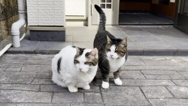 雪が降るぐらいの寒さには耐えられない猫【ひのき猫】