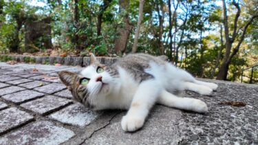 海辺の神社で猫に境内の裏を案内して貰った【感動猫動画】