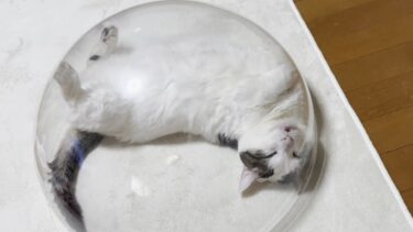 口を開けて爆睡する豆大福にちゅーるの匂いを嗅がせてみたところ【ひのき猫】