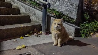 呑み屋街を食べ歩いて公園の家に帰る猫【感動猫動画】