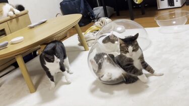 秀吉の体幹が凄いことがよく分かります【ひのき猫】