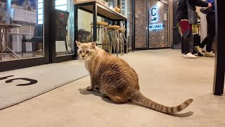 ホテルに遊びに来る猫ちゃん、自動ドアが開いたすきに入ってきた【感動猫動画】