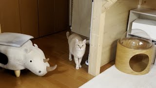 息子と娘と遊びたくてウロウロ、ウロウロする猫【ひのき猫】