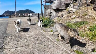 猫島の猫たち、港付近を散歩するとめちゃめちゃ付いてくる【感動猫動画】