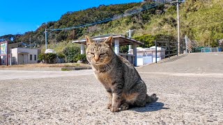 猫島の港に猫がいたので立ち止まって撫でると他の猫も集まってきた【感動猫動画】