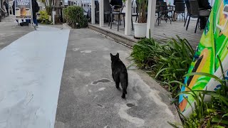 黒猫ちゃんのパトロールについていってみた【感動猫動画】