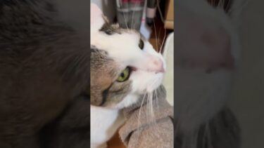 名前を呼んでくれたらどこでも行きまっせ【ひのき猫】