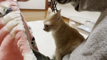 お母さんからブランケットを上手に剥ぎ取る猫【ひのき猫】