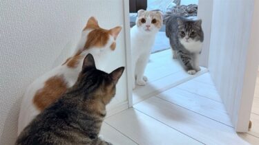 里子に出した保護猫たちと久しぶりに再会したら猫たちがまさかのこうなっちゃいました…【もちまる日記】