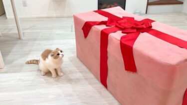 2歳になった猫にとびきりの誕生日プレゼントをあげたら反応が100点すぎましたwww【もちまる日記】