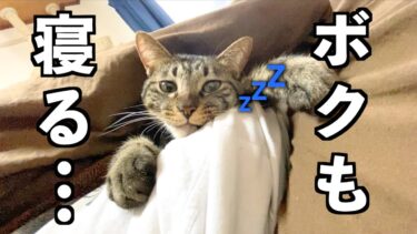 どうしてもパパと一緒に寝たい甘えん坊な猫…【てん動画】