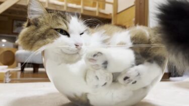 思っていたよりもモフモフが深かった猫【ひのき猫】