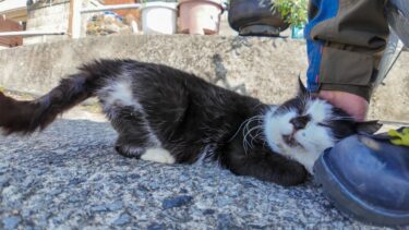 猫島の通りで出会った控えめに甘えてくる猫をナデナデすると付いてくるようになった【感動猫動画】