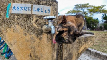 水道の水を飲む公園の猫【感動猫動画】