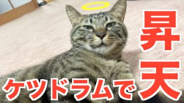 ケツドラムが気持ち良すぎて猫が昇天しました…【てん動画】