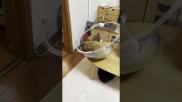 見てるこっちがハラハラするわ【ひのき猫】