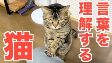 人間の言葉を理解して飼い主の言うことに従う賢い猫…【てん動画】