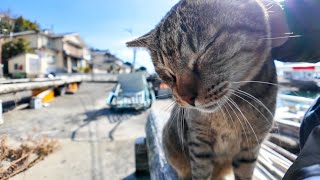 猫島で港のベンチに座ると猫が集まってきた【感動猫動画】