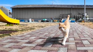 子供たちがいない隙きに公園に遊びにきた島の猫【感動猫動画】