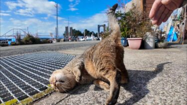 背中を撫でられると受け身の体勢を取る猫【感動猫動画】