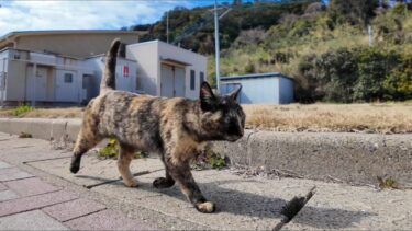 猫島から帰る時にサビ猫ちゃんが港まで見送りに来てくれた【感動猫動画】