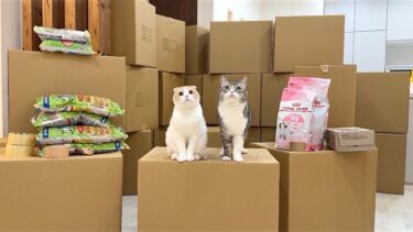 【重大発表】1000匹の保護猫たちに大量のごはんを届けてきました。【もちまる日記】