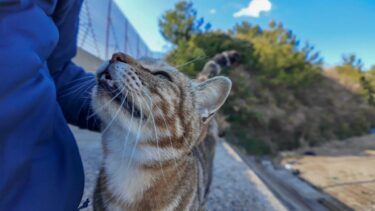 防波堤の階段に座っていたら現れた猫二人組、一方は撫でられ好き、もう一方はちょいビビり【感動猫動画】