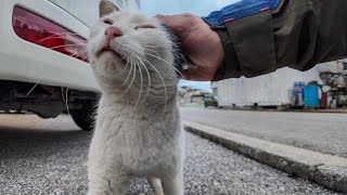 漁港で出会ったハチワレ猫ちゃん、わりと強めの頭突きをしてくる【感動猫動画】