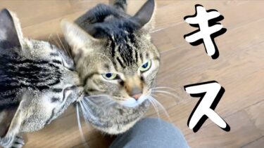 後輩猫が凶暴な先輩猫にいきなりキスをした結果…【てん動画】