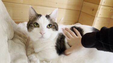 誰かが入ってると入りたくなる、ちょっと迷惑な猫【ひのき猫】