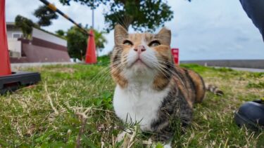 天ぷら屋さんの裏で出会った三毛猫ちゃんがかわい過ぎる【感動猫動画】