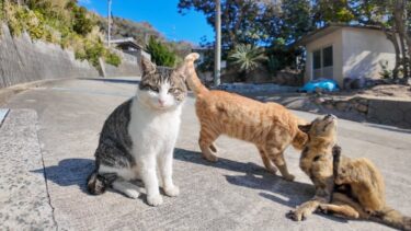 猫島で山道を歩いていると路上でゴロゴロ寝転ぶ猫たちに出会った【感動猫動画】