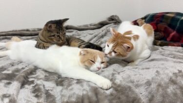 いつまでも子猫気分のニャンズに甘えられて困ってる先輩猫か可愛いすぎましたwww【もちまる日記】