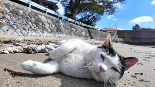 砂浜でゴロゴロ転がる猫と集まってくる猫たち【感動猫動画】