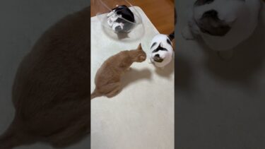 ついビビって後退りしてしまった【ひのき猫】