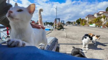 猫島の港近くのベンチでは猫の集会が行われています【感動猫動画】