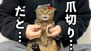 凶暴猫の頭にシールを貼って爪切りをした結果…【てん動画】