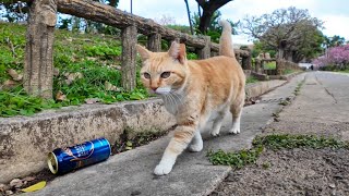 沖縄では何故か公園で将棋が行われておりその将棋をいつも見守っている猫がいます【感動猫動画】