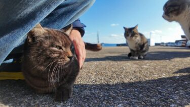 いつも島を案内してくれる黒猫ちゃん、港で不良猫グループに囲まれて助けを求めてきた【感動猫動画】