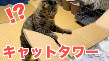 キャットタワーをプレゼントされて大喜びする猫…【てん動画】