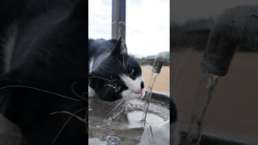 水道の水を飲む猫 #ネコ【感動猫動画】