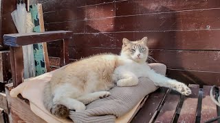 昼間の呑み屋さんは猫の休憩場所になっている【感動猫動画】