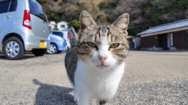 島に着くと必ず猫が出迎えてくれます【感動猫動画】