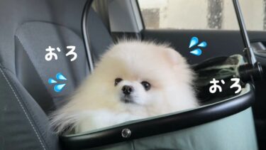 はじめて洗車機を体験したポメラニアンのリアクションがかわいすぎました！【猫のレモンちゃんねる】