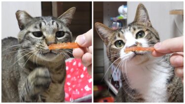 食いしん坊だけど好みがはっきりしてる猫☆美味しいおやつに狂暴化するガーちゃん☆なんでもOKなゴマちゃん～プレゼント開封～【リキちゃんねる　猫動画】 キジトラ 猫のいる暮らし