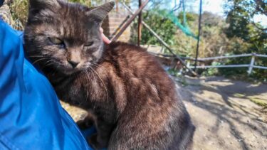 いつも島についたら集会所まで案内してくれる黒猫ちゃん、路地裏で不良猫に絡まれて助けを求めてきた【感動猫動画】