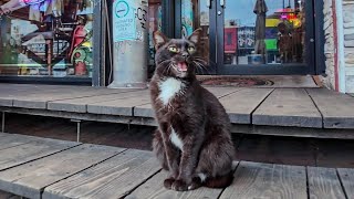 大通りに面したレストランでタキシードを着た猫が呼込みをしていました【感動猫動画】