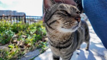 海辺の公園にいたキジトラ猫ちゃん、ナデナデするとゴロンと横になってカワイイ【感動猫動画】