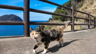 猫島で海沿いの道で出会った三毛猫と島内を散歩してきた【感動猫動画】